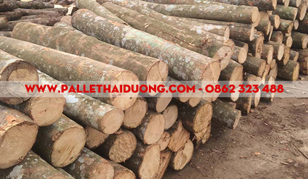 Bán Pallet gỗ keo tại Hải Dương
